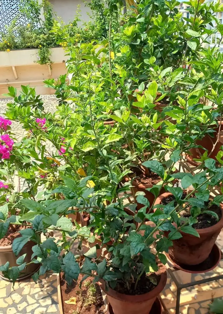 Baria's Ecogardens
