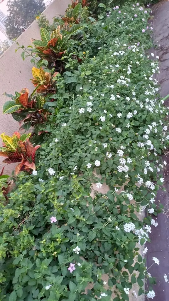 Baria's Ecogardens