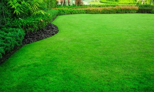 1DUDAblog1-grass-yard-bushes-street-in-background-938x600